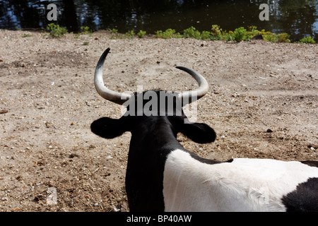 Schwarz / Weiß-Kuh Stockfoto