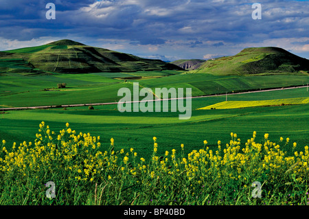 Spanien, Jakobsweg: Landschaft rund um Viloria de Rioja Stockfoto