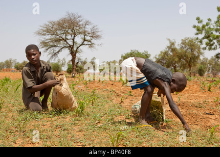 NIAMEY, NIGER: Abdul Aziz Ayouba, 14 & seines Bruders Sumsou, 8, Pick Unkraut aus bewirtschafteten Flächen & Brachland als Tierfutter zu verkaufen. Stockfoto