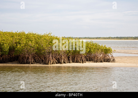 Ponce Inlet, FL - Mai 2010 - Mangroven-Bäume wachsen in den flachen Küstengewässern entlang Ponce Inlet Stockfoto