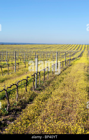 Blühenden Weingärten beschnitten in der Wintersaison, Alentejo, Portugal Stockfoto