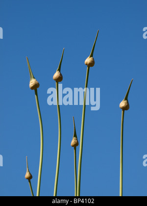 Crow Knoblauch, Allium Vineale häufig genannt wilde Zwiebel, Cornwall, UK Stockfoto