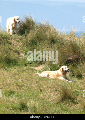 Zwei Labrador Hunde in den Dünen, Devon, UK Stockfoto