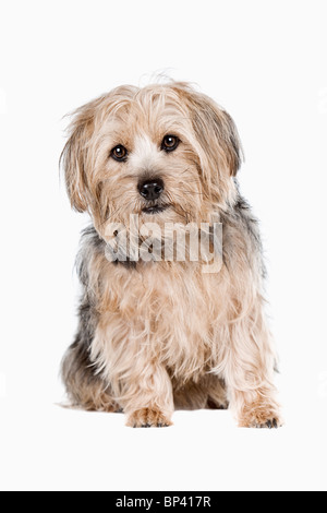 Studioaufnahme eines süßen Yorkshire Terrier gegen hellen Hintergrund Stockfoto