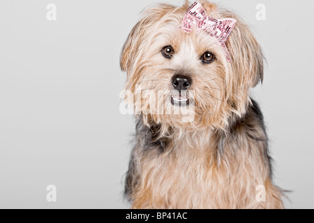 Studioaufnahme eines süßen Yorkshire Terrier gegen hellen Hintergrund Stockfoto