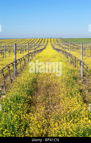 Blühenden Weingärten beschnitten in der Wintersaison, Alentejo, Portugal Stockfoto