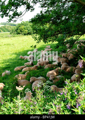 Schafe im Schatten unter einem großen Baum, Bude, Cornwall, UK Stockfoto