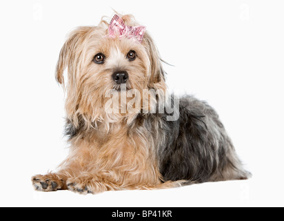 Studioaufnahme eines süßen Yorkshire Terrier gegen hellen Hintergrund Stockfoto