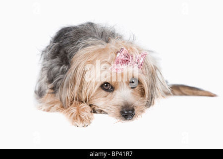 Studioaufnahme eines süßen Yorkshire Terrier gegen hellen Hintergrund Stockfoto