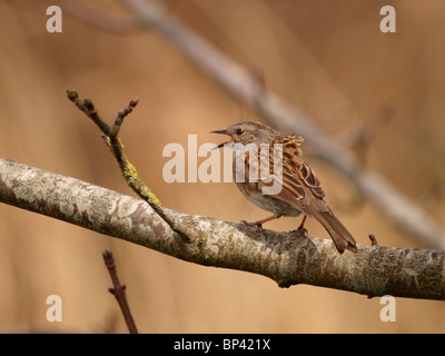 Heckenbraunelle Prunella Modularis singen, Cornwall, UK Stockfoto