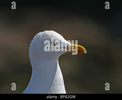 Silbermöwe Nahaufnahme Stockfoto