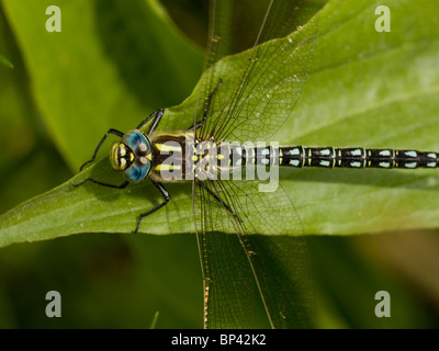 Behaarte Hawker, Brachytron Pratense, männlich. Estland Stockfoto