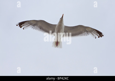 Silbermöwe im Flug Stockfoto