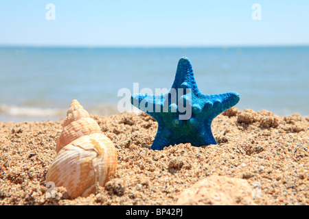 blue starfish and shell on the beach near the ocean on sunny day Stockfoto