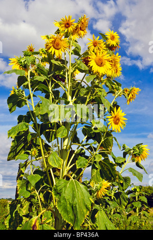 Mehreren Sonnenblumenköpfe auf einzelne Pflanze - Indre et Loire, Frankreich. Stockfoto