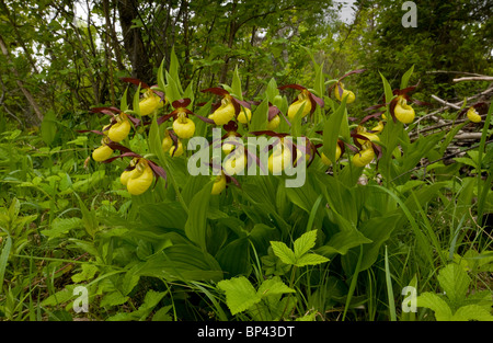 Spektakuläre Massen von Frauenschuh Orchideen, Cypripedium Calceolus in schönen alten blumigen Waldweide, Estland Stockfoto