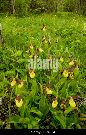 Spektakuläre Massen von Frauenschuh Orchideen, Cypripedium Calceolus Estland Stockfoto