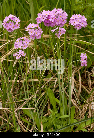 Vogels Auge Primel, Primula Farinosa in Blüte, Estland Stockfoto