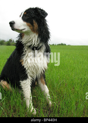 Porträt des Australian Shepherd sitzen in großen grünen Rasen Stockfoto