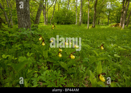 Spektakuläre Massen von Frauenschuh Orchideen, Cypripedium Calceolus in Laelatu bewaldeten Wiese, Puhtu-Laelatu Reserve, Estland Stockfoto