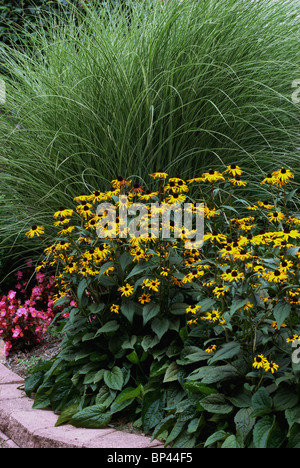 Gartengestaltung umfasst Ziergras und blaues Auge Suzie. Stockfoto