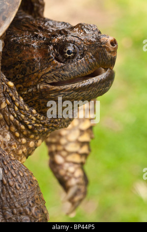 Gemeinsamen Schnappschildkröte Chelydra Serpentina, Süßwasser Schildkröte aus Südosten Kanada in Ecuador heimisch Stockfoto