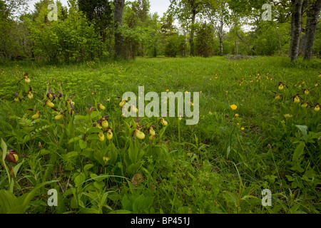 Spektakuläre Massen von Frauenschuh Orchideen, Cypripedium Calceolus Estland Stockfoto