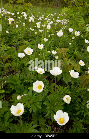Snowdrop Windflower, Anemone Sylvestris in Massen auf Sareema, Estland Stockfoto