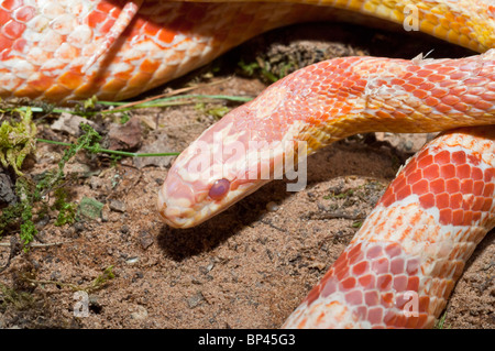 Weibliche Schlange, rote Ratte Kornnatter, Pantherophis Guttatus, heimisch in den südöstlichen Vereinigten Staaten Stockfoto