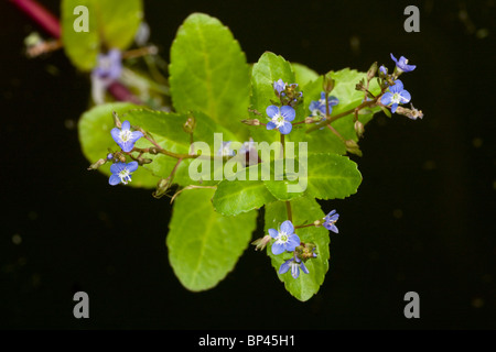 Bachbungenehrenpreis, Veronica Beccabunga, in Blüte; Teich Stockfoto