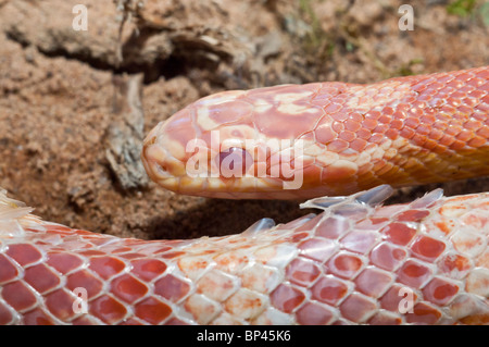 Weibliche Schlange, rote Ratte Kornnatter, Pantherophis Guttatus, heimisch in den südöstlichen Vereinigten Staaten Stockfoto