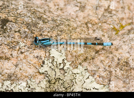 Männliche gemeinsame Blue Damselfly, oder gemeinsame Bluet; Estland Stockfoto