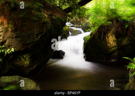 kleiner Wasserfall, ein Bach im Wald Stockfoto