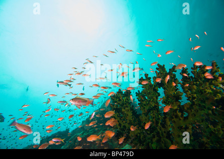 Anthias Fisch (Pseudanthias Squamipinnis) unter Wasser Sea Life am Verde Island in der Nähe von Puerto Gallera, Philippinen, Südostasien Stockfoto