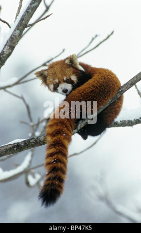 Rot oder kleinere Panda im Baum mit Schnee, Wolong China, Februar Stockfoto