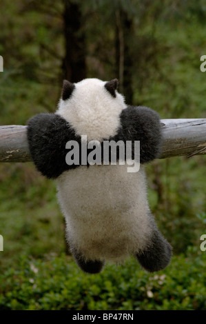 6 Monate alten Panda Cub klammert sich an Stamm, Wolong, China Stockfoto