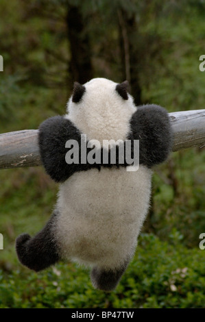 6 Monate alten Panda Cub klammert sich an Stamm, Wolong, China Stockfoto