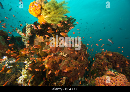 Anthias Fisch (Pseudanthias Squamipinnis) unter Wasser Sea Life am Verde Island in der Nähe von Puerto Gallera, Philippinen, Südostasien Stockfoto