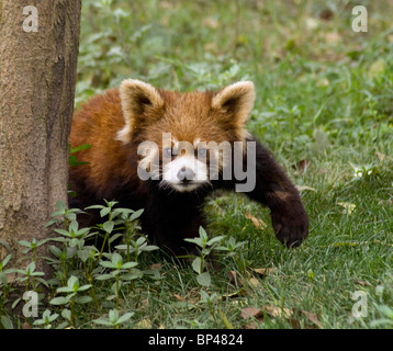 Rot oder kleinere Panda Pausen zu einer Front paw China Stockfoto