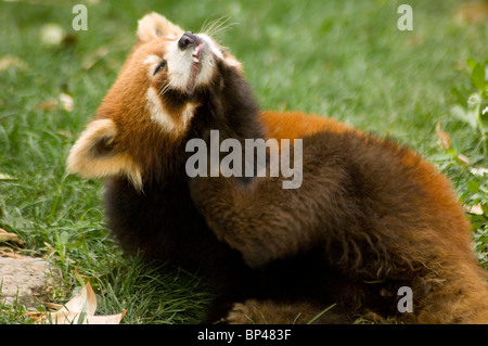 Rot oder kleinere Panda Ailurus Fulgens Styani, kratzen Stockfoto