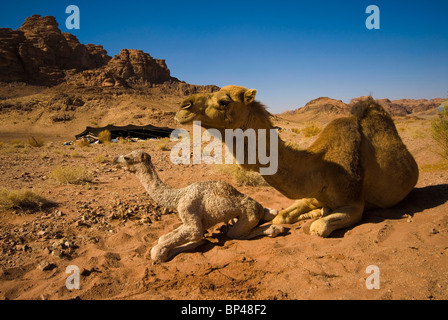 Saudi Arabien, Hisma Wüste nördlich von Tabuk, zwei Dromedare (Kamel und Kalb) in einem der Nomaden camp Stockfoto