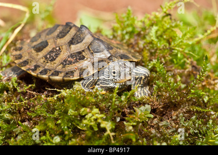 Gemeinsame (nördliche) Karte-Schildkröte, Graptemys Geographica, ursprünglich aus östlichen und zentralen Vereinigten Staaten und Kanada Stockfoto