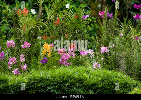 Singapur (Sanskrit für Löwenstadt). National Orchid Garden befindet sich in den Botanischen Garten. Stockfoto
