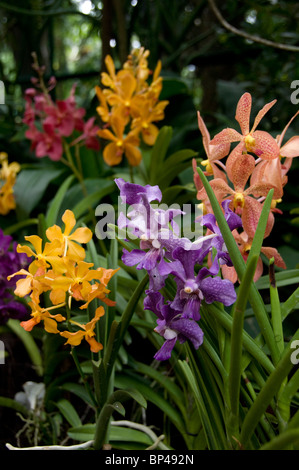 Singapur (Sanskrit für Löwenstadt). National Orchid Garden befindet sich in den Botanischen Garten. Stockfoto