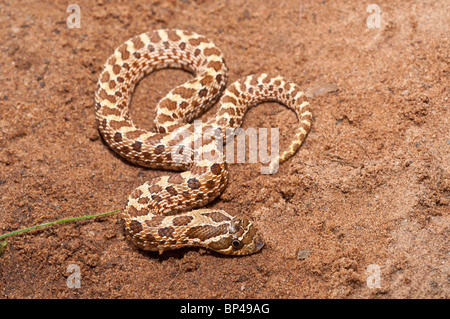 Westlichen Hognose Schlange, Heterodon Nasicus Nasicus, hinten-fanged Giftschlange, ursprünglich aus Kanada, USA, Südmexiko Stockfoto