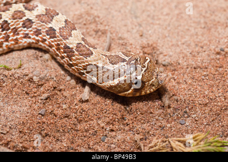 Westlichen Hognose Schlange, Heterodon Nasicus Nasicus, hinten-fanged Giftschlange, ursprünglich aus Kanada, USA, Südmexiko Stockfoto