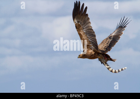 Afrikanischer Waldadler (Aquila rapax), der den gefangenen Genet in seinen Krallen trägt, Tsavo East National Park, Kenia. Stockfoto