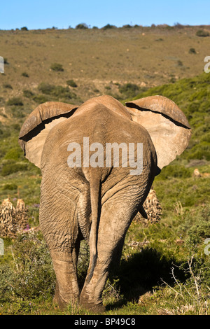 Südafrika, Eastern Cape, Amakhala Private Reserve, Elefanten. Stockfoto