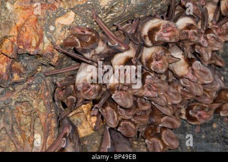 Eine Kolonie der großohrigen Seefledermäuse (Otomops harrisoni) des Harrisons in der Höhle im Zentrum Kenias. Stockfoto