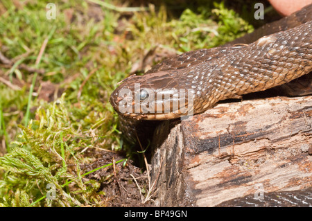 Nördliche Wasserschlange, Nerodia Sipedon Sipedon, in Nordamerika heimisch Stockfoto